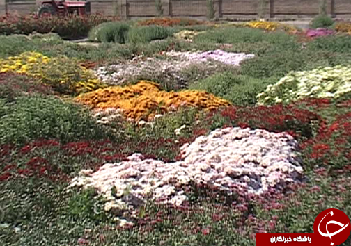 برگزاری جشنواره گل های داوودی در خرم آباد/کاشت گل های داوودی در فضای باز + تصاویر
