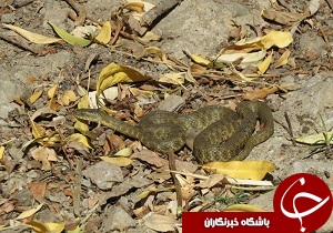 رها سازی مار آبی در طبیعت