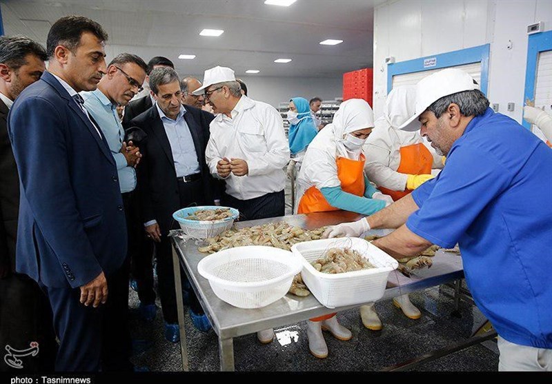 بهره&zwnj;وری در مزارع پرورش میگوی استان بوشهر افزایش می&zwnj;یابد