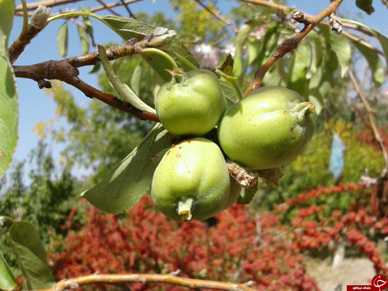 نمایی از درختان سیب در زهان + تصاویر