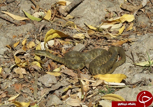 بسته خبری برترین&zwnj;های دوم آبان