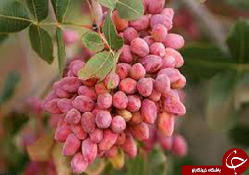 بسته خبری برترین&zwnj;های دوم آبان