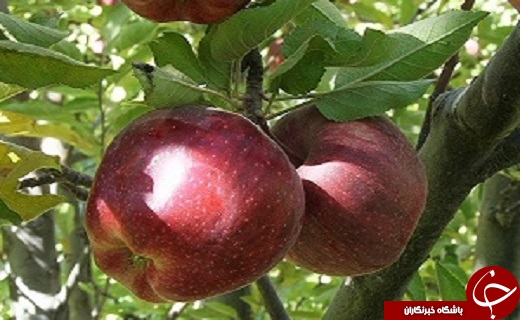 بازسازی دو مدرسه آسیب دیده در اغتشاشات منطقه اسلام آباد/جشنواره سیب در آذربایجان غربی برگزار شود آزادی زندانی محکوم به قصاص نفس از زندان نقده