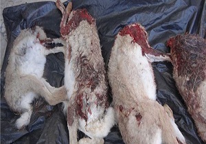 کشف 18 سر لاشه خرگوش در شاهرود