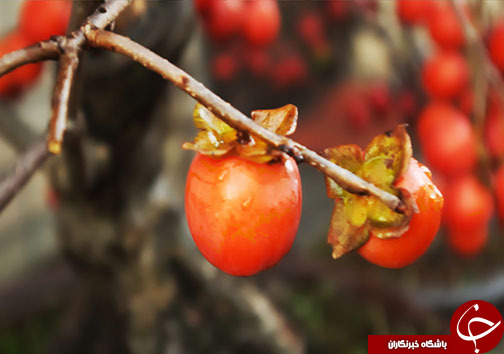 کسب درآمد روستاییان مازندرانی از فرآوری میوه های جنگلی&nbsp;