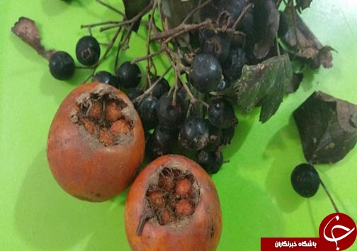 کسب درآمد روستاییان مازندرانی از فرآوری میوه های جنگلی&nbsp;
