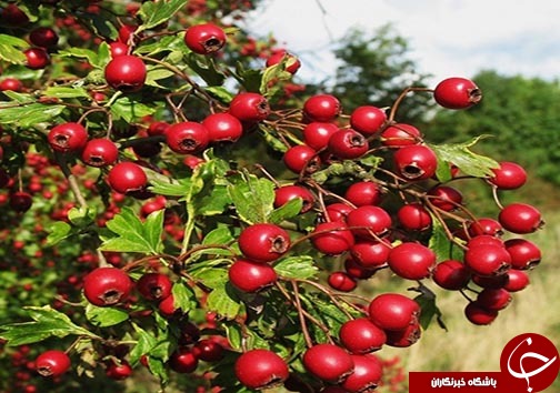 کسب درآمد روستاییان مازندرانی از فرآوری میوه های جنگلی&nbsp;