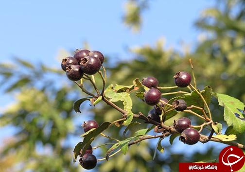کسب درآمد روستاییان مازندرانی از فرآوری میوه های جنگلی&nbsp;