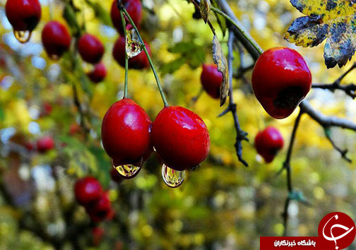 کسب درآمد روستاییان مازندرانی از فرآوری میوه های جنگلی&nbsp;