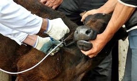 بیش از ۴۱ هزار راس دام در ایرانشهر علیه تب برفکی واکسینه شدند