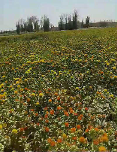 آغاز کشت گلرنگ در سیستان و بلوچستان