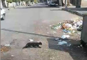 خیابانی که محل دپوی زباله شده است + فیلم