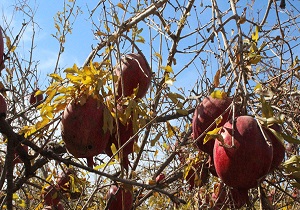 سرمای شدید فصل پاییز سال گذشته باعث کاهش برداشت انار در اردکان شد