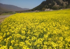 شرایط آب و هوایی مناسب ابرکوه برای کشت کلزا