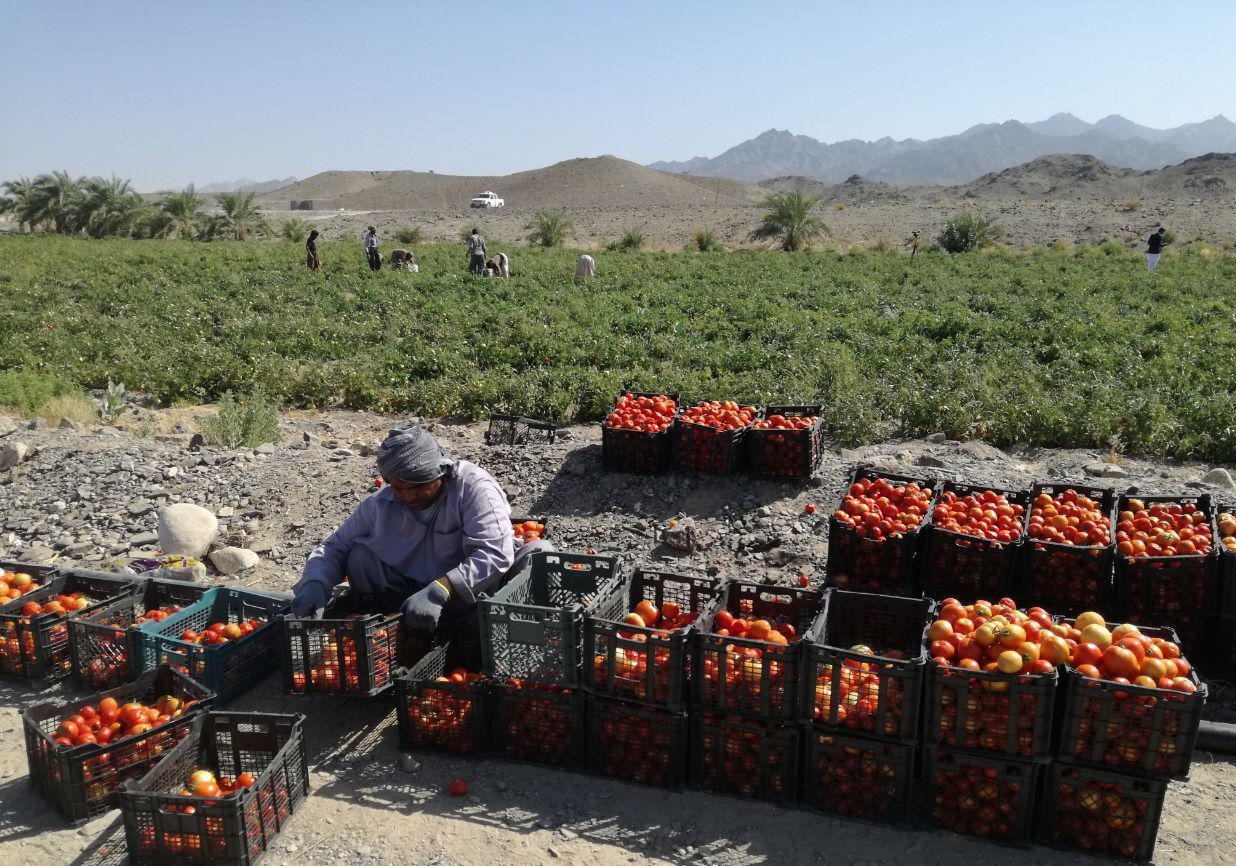 برداشت اولین محصول پاییزی در شهرستان فنوج