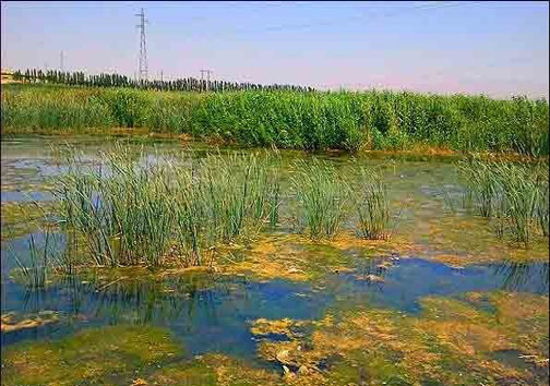 احیای تالاب‌های بروجرد و پلدختر در دستور کار قرار گرفت