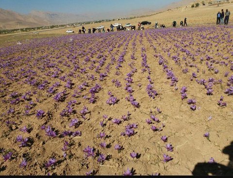 برداشت ۲۰ کیلوگرم زعفران از مزارع سیستان و بلوچستان