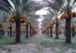 خرید بیش از هزار تن خرمای توافقی از نخل داران هرمزگانی