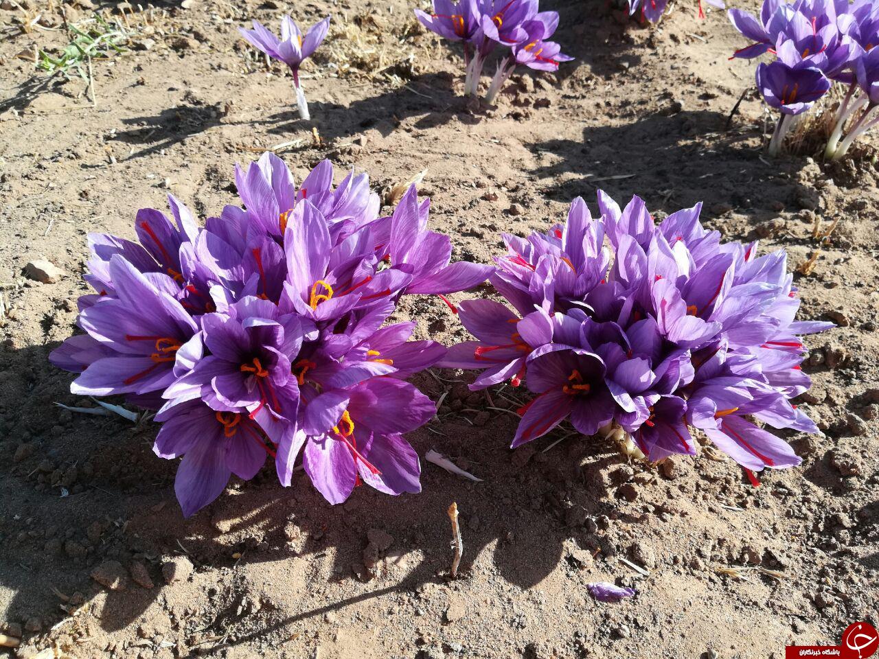 مزرعه زعفران در روستای &laquo;دشتخاک&raquo; + تصاویر