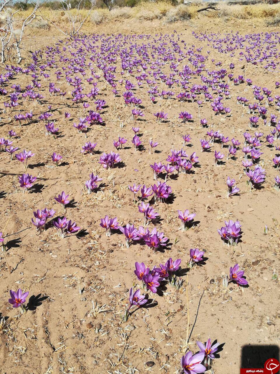 مزرعه زعفران در روستای &laquo;دشتخاک&raquo; + تصاویر