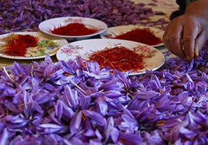 برگزاری نخستین جشنواره زعفران در فارس