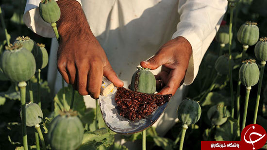 ماده مخدر اصلی و تاثیرات مرگبار آن&zwnj;ها///////////کامل نیست