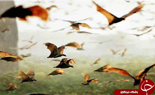 بهترین مکان های دنیا برای تماشای خفاش ها
