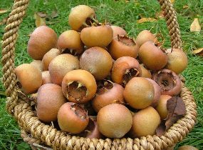 آغاز برداشت "ازگیل" در گیلان