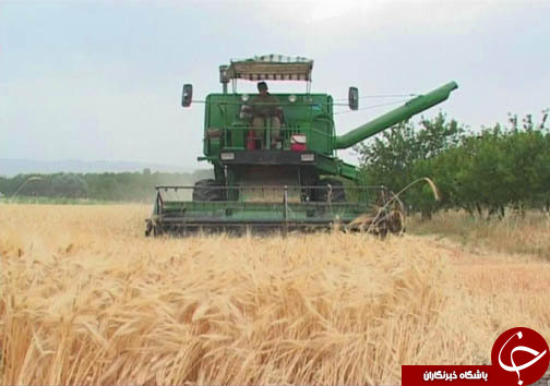 امسال ۳۷۱ هزار تن گندم  از&zwnj; کشاورزان لرستانی خریداری شد