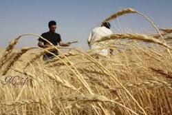ایجاد زنجیره تولید با توسعه شهرک‌های گلخانه‌ای + فیلم