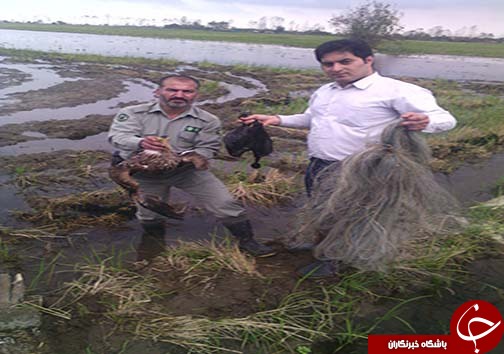 ۱۳ شکارچی غیرمجاز در تور ماموران محیط زیست مازندران +تصاویر