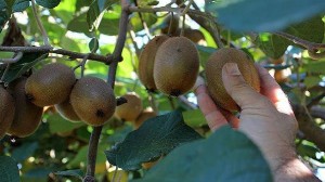 برداشت کیوی در گیلان