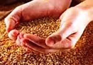 نظارت بر توزیع بذر‌های گندم و جو در ساری