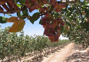 تجهیز 22 هکتار از باغات پسته درمیان به سیستم آبیاری تحت فشار