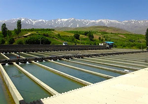 بررسی مشکلات مجتمع پرورش میگوی گلستان