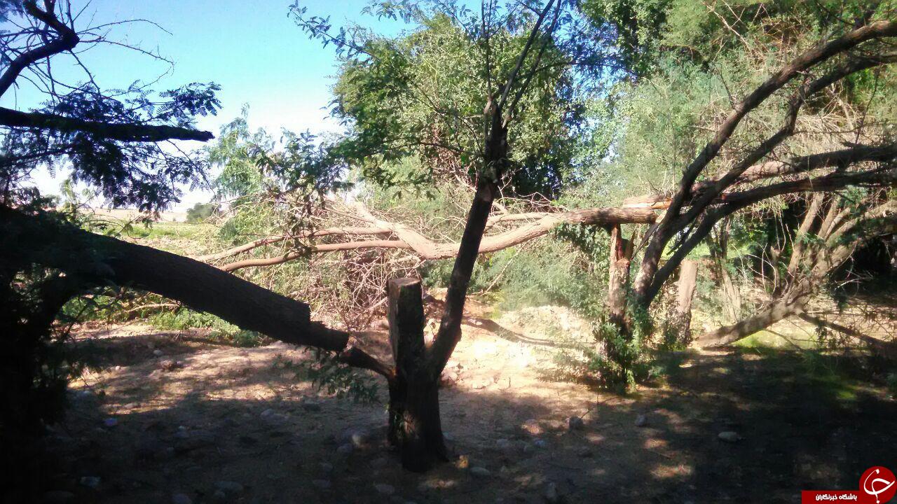داره برق با درختان چه خصومتی دارد؟