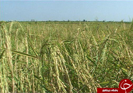 آب&zwnj;های زیر زمینی مازندران در چنگال سودجویان