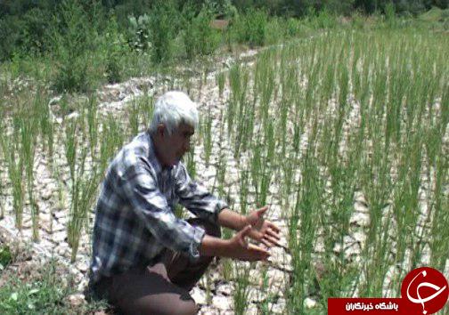 آب&zwnj;های زیر زمینی مازندران در چنگال سودجویان