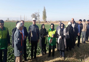 افزایش ۲۵ درصدی کشت کلزا در آذربایجان غربی