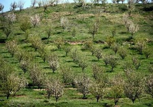 بازگشت بیش از یک هزار هکتار از اراضی گنبدکاووس به منابع ملی