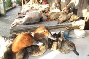 تداوم ممنوعیت شکار پرنده در گیلان