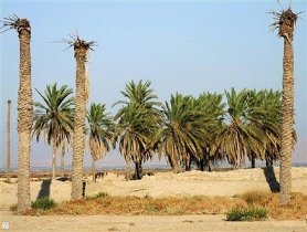 خشکی نخلستان‌های شادگان