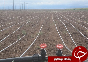 کشت ۷۰۰ هکتار از مزارع گندم آبی بویین زهرا با سیستم نوین آبیاری