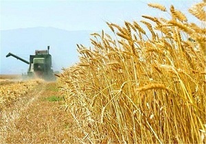 پرداخت ۹۰ درصد از مطالبات گندم کاران