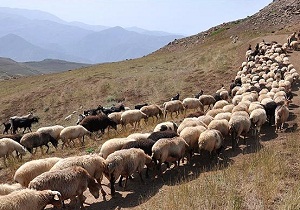 کمبود علوفه برای دام عشایر چهارمحال و بختیاری