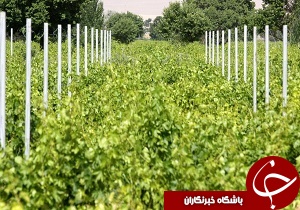 ۳۰۰ هکتار باغ انگور داربستی شد