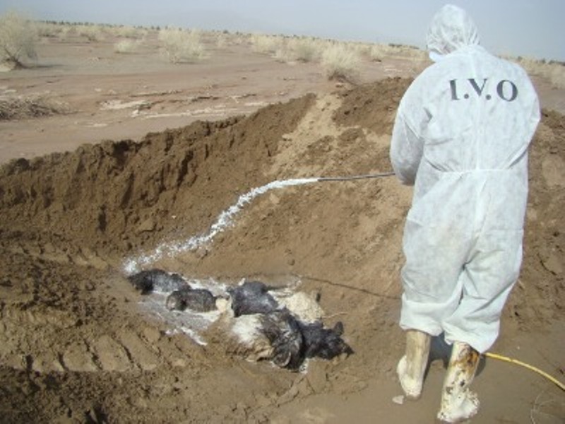 مشارکت دامپزشکی ایلام در دفن احشام تلف شده زلزله کرمانشاه