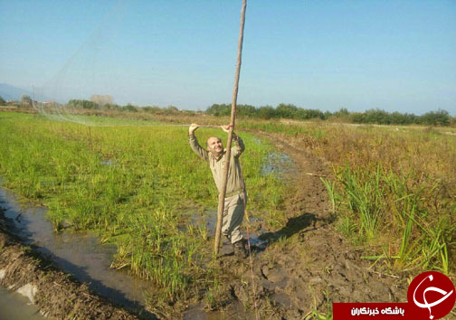 جمع آوری و تخریب ۲۰ رشته دام هوایی در مازندران +تصاویر
