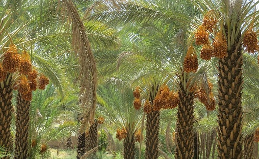 میوه ای سرشار از اکسیر زندگی میوه ای سرشار از اکسیر زندگی