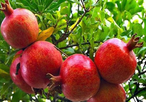 ظرفیت باغات انار در کوهدشت